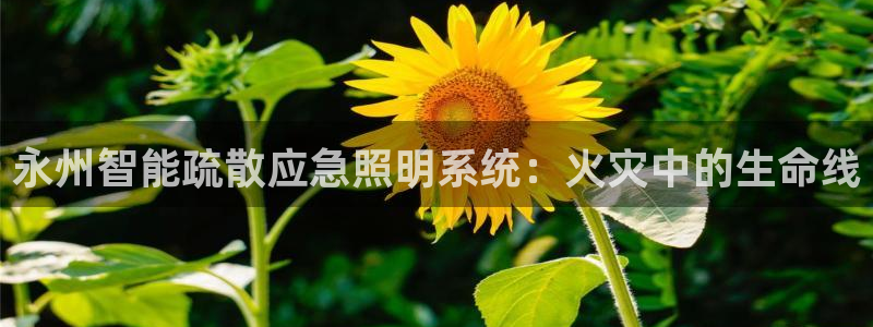云顶国际在线购彩怎么买